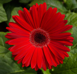 Gerbera Majorette Red Dark Eye