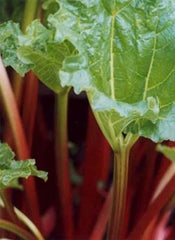 Rhubarb Victoria