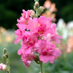 Snapdragon Madame Butterfly 3-4 Rose