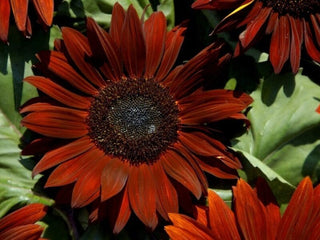 Sunflower Ruby