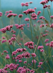 Verbena rigida 'venosa'