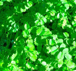 Burnet salad