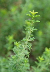 Winter Savory