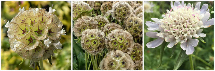 Scabiosa Drumstick