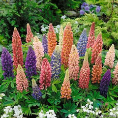 Lupinus Minarette Dwarf Mix