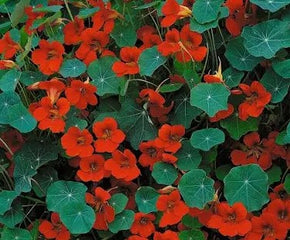 Nasturtium Empress of India