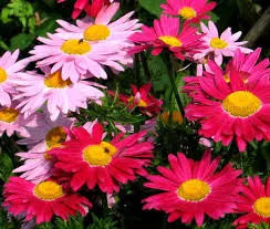 Chrysanthemum Robinson's Daisy