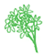 Solidago