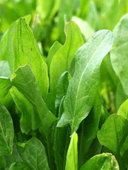 Sorrel, Large Leaf