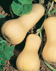 Squash Butternut Pilgrim