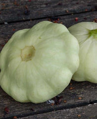 Squash Scallop White Bush