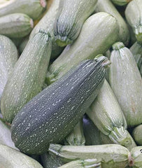 Squash Grey Zucchini
