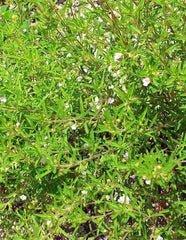 Summer Savory