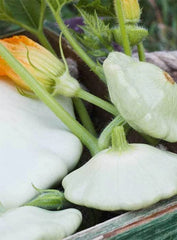 Squash Scallop Patty Pan