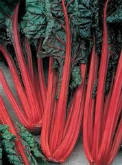 Swiss Chard Ruby Red
