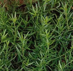 Russian Tarragon