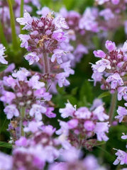 Thymus serphyllum