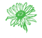 Thymophylla