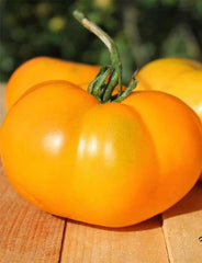 Tomato Brandywine Yellow