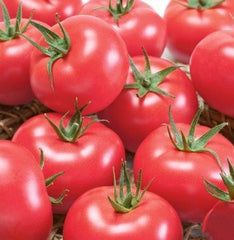 Tomato Clear Pink