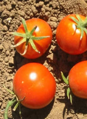 Tomato Glacier