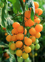 Tomato Gold Nugget
