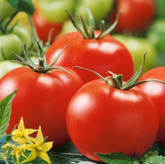Tomato Stupice