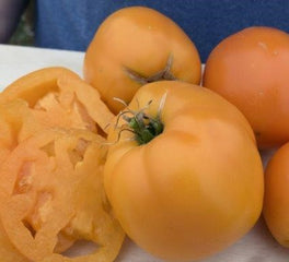 Tomato Valencia