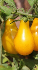 Tomato Yellow Pear