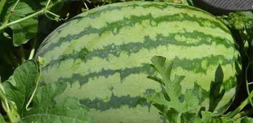 Watermelon Klondike Striped
