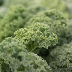 Kale Prism