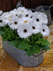 Gerbera Majorette Bright White Dark Eye