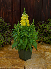 Snapdragon Candy Tops Yellow PLT