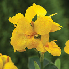 Canna South Pacific Yellow