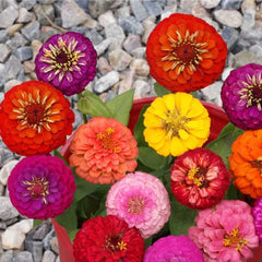 Zinnia  Lilliput Formula Mix
