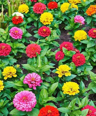 Zinnia Thumbelina Mix